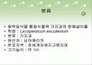 토마토의 식물학적특징등 여러가지 자료수집하여 프리젠테이션 2페이지