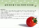 토마토의 식물학적특징등 여러가지 자료수집하여 프리젠테이션 15페이지