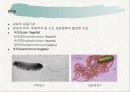 토양생물군의 성분자료 5페이지