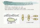 토양생물군의 성분자료 22페이지