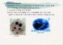 토양생물군의 성분자료 25페이지