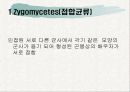 토양생물군의 성분자료 33페이지