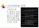 PCR (RT-PCR, Real time PCR)과 Western blot 6페이지