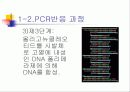 PCR (RT-PCR, Real time PCR)과 Western blot 7페이지