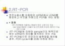 PCR (RT-PCR, Real time PCR)과 Western blot 12페이지