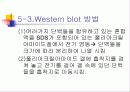 PCR (RT-PCR, Real time PCR)과 Western blot 32페이지