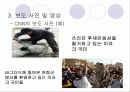 이라크 전쟁에 대한 방송국의 보도태도 비교 분석 [발표자료] 6페이지