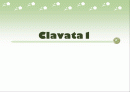 clavata1에 관하여 1페이지