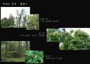 목재에 대하여 5페이지