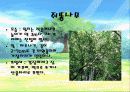 나무종류별 특징분석 및 사진 10페이지
