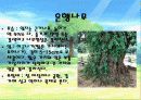나무종류별 특징분석 및 사진 12페이지