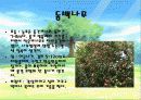 나무종류별 특징분석 및 사진 13페이지