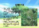 나무종류별 특징분석 및 사진 17페이지