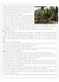 알로에(Aloe)의 의미와 이용 방법 1페이지