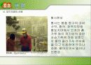 대기오염의 피해및 해결방안 11페이지
