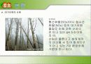 대기오염의 피해및 해결방안 12페이지