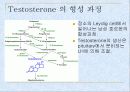 인간 성호르몬 형성의 생화학 및 분자생물학적 과정 4페이지
