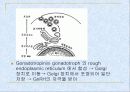 인간 성호르몬 형성의 생화학 및 분자생물학적 과정 8페이지