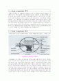 e-beam evaporator에 대하여 4페이지