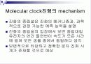Molecular clock 분자시계의 정의 및 조건 12페이지
