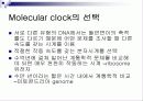 Molecular clock 분자시계의 정의 및 조건 16페이지