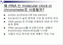 Molecular clock 분자시계의 정의 및 조건 20페이지