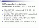 Molecular clock 분자시계의 정의 및 조건 21페이지