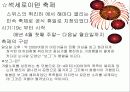 계절별 스위스 축제 소개 4페이지