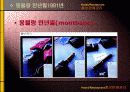 귀족마케팅 성공사례 12페이지