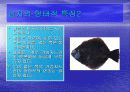 [해양생물학] 넙치(광어)에 대해서 10페이지