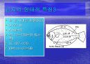 [해양생물학] 넙치(광어)에 대해서 11페이지