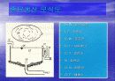 [해양생물학] 넙치(광어)에 대해서 13페이지