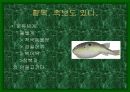 [어류 생물학] 복어의 특징과 종류 3페이지