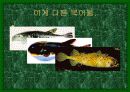 [어류 생물학] 복어의 특징과 종류 13페이지