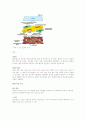 디지털 텔레비전으로 살펴본 디스플레이 장치의 미래 11페이지