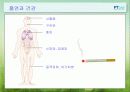 담배와건강 17페이지
