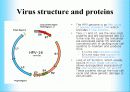 인간 유두종 바이러스에 관해서(HPV:Human papillomavirus) 8페이지