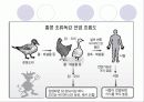 조류독감에 대해서 5페이지