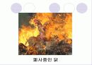 조류독감에 대해서 15페이지