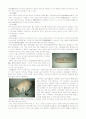 김해박물관을 다녀와서..(2005년, 가야문화의 보고, 수로왕릉 등 다수의 문화재) 6페이지