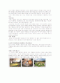 하우스텐보 스(HUIS TEN BOSCH) 11페이지
