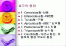 효모의 모든것 (정의,형태,증식법,출아법,기타생식법등 완벽정리) 3페이지