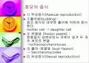 효모의 모든것 (정의,형태,증식법,출아법,기타생식법등 완벽정리) 5페이지