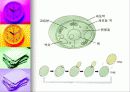 효모의 모든것 (정의,형태,증식법,출아법,기타생식법등 완벽정리) 8페이지