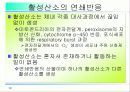 활성산소의 발생원인과 질병, 항산화에 대하여 10페이지