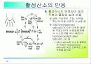 활성산소의 발생원인과 질병, 항산화에 대하여 12페이지
