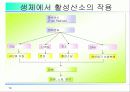 활성산소의 발생원인과 질병, 항산화에 대하여 14페이지
