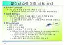 활성산소의 발생원인과 질병, 항산화에 대하여 16페이지