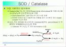 활성산소의 발생원인과 질병, 항산화에 대하여 25페이지