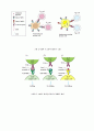 항체, T cell, 항원제공세포 11페이지
